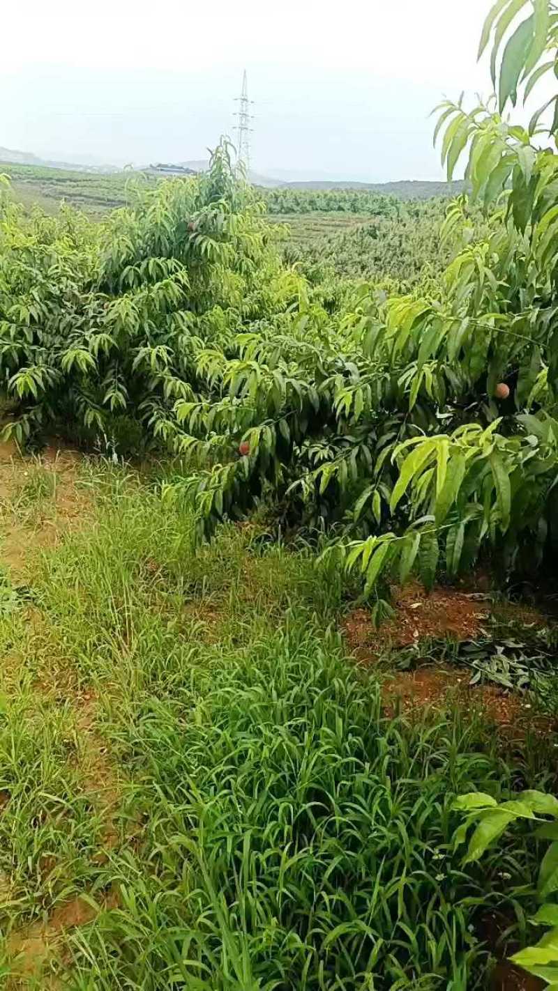 湖北突围毛桃口感好个头大，色泽好看，口感脆甜，产地直发！