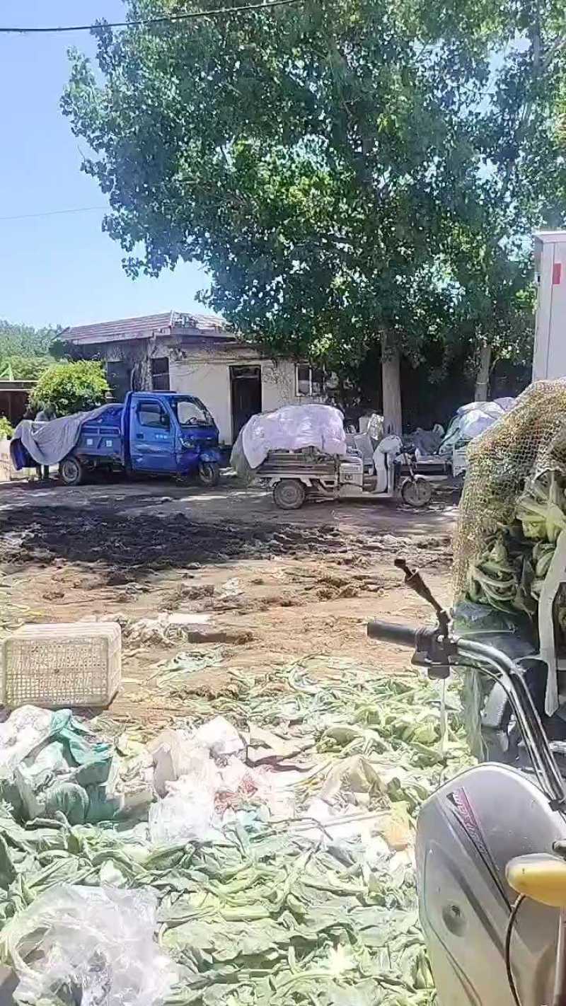 优质松花菜产地直供，大量有货价格便宜！