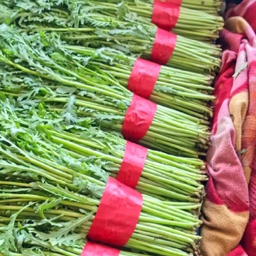 茼蒿河北叶菜供应承接商超配货净菜加工货源稳定