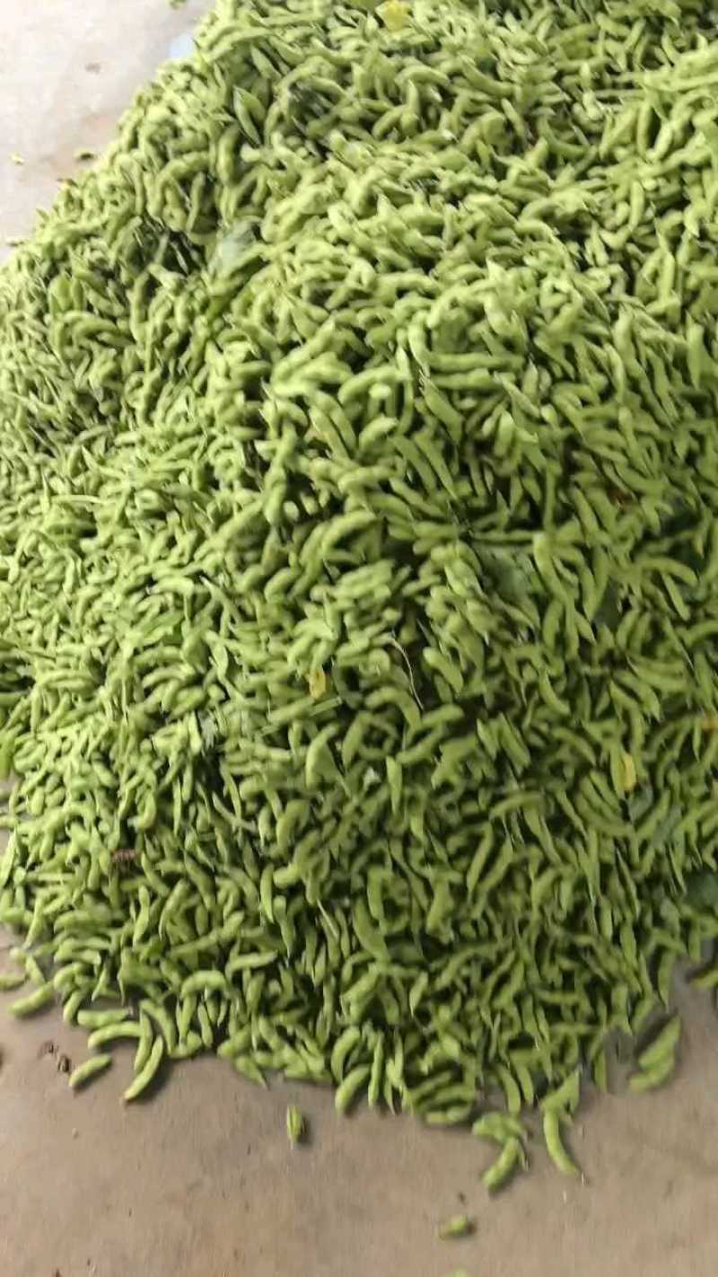 安徽翠绿宝毛豆大量上市，产地直供，诚信经营，