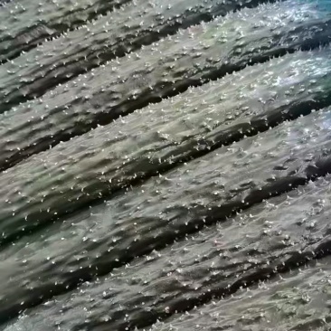 水灵灵的黄瓜，绿得似玉，更惹人喜爱的是那一根根花带刺的嫩