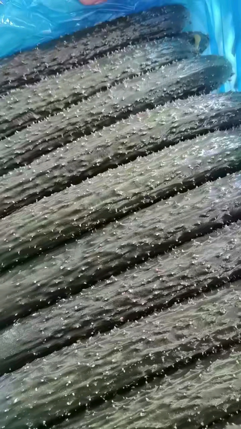 水灵灵的黄瓜，绿得似玉，更惹人喜爱的是那一根根花带刺的嫩