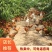 江苏徐州云龙区养殖场直供土鸡蛋50~60g食用