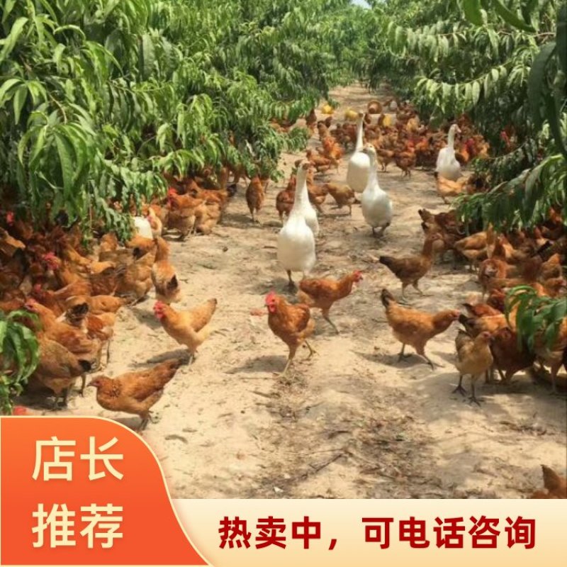 江苏徐州云龙区养殖场直供土鸡蛋50~60g食用