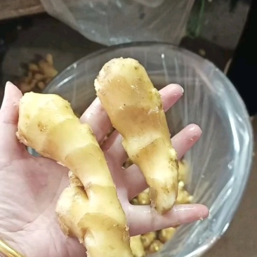 河南【大黄姜/一手货源】产地批发水洗姜/风干姜/沙土姜
