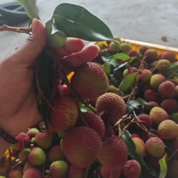 高州妃子笑荔枝新鲜现摘现发电商一件代发