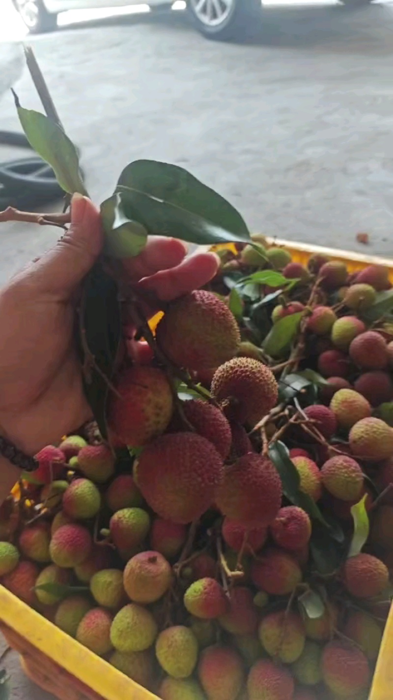 高州妃子笑荔枝新鲜现摘现发电商一件代发