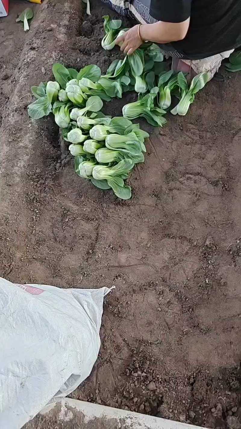 山西大同叶菜基地，精品油菜，产地一手货源，