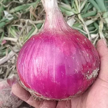 开封洋葱基地货，8075个头杠杠，价位不高！