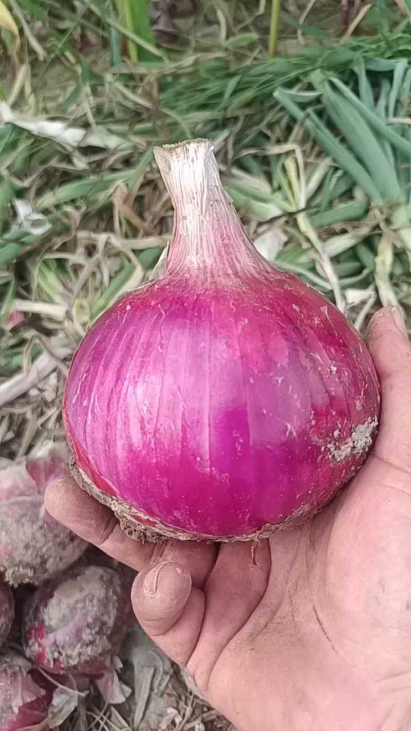 开封洋葱基地货，8075个头杠杠，价位不高！