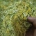 贵州精品山银花大量供应质量保证规格齐全全国发货