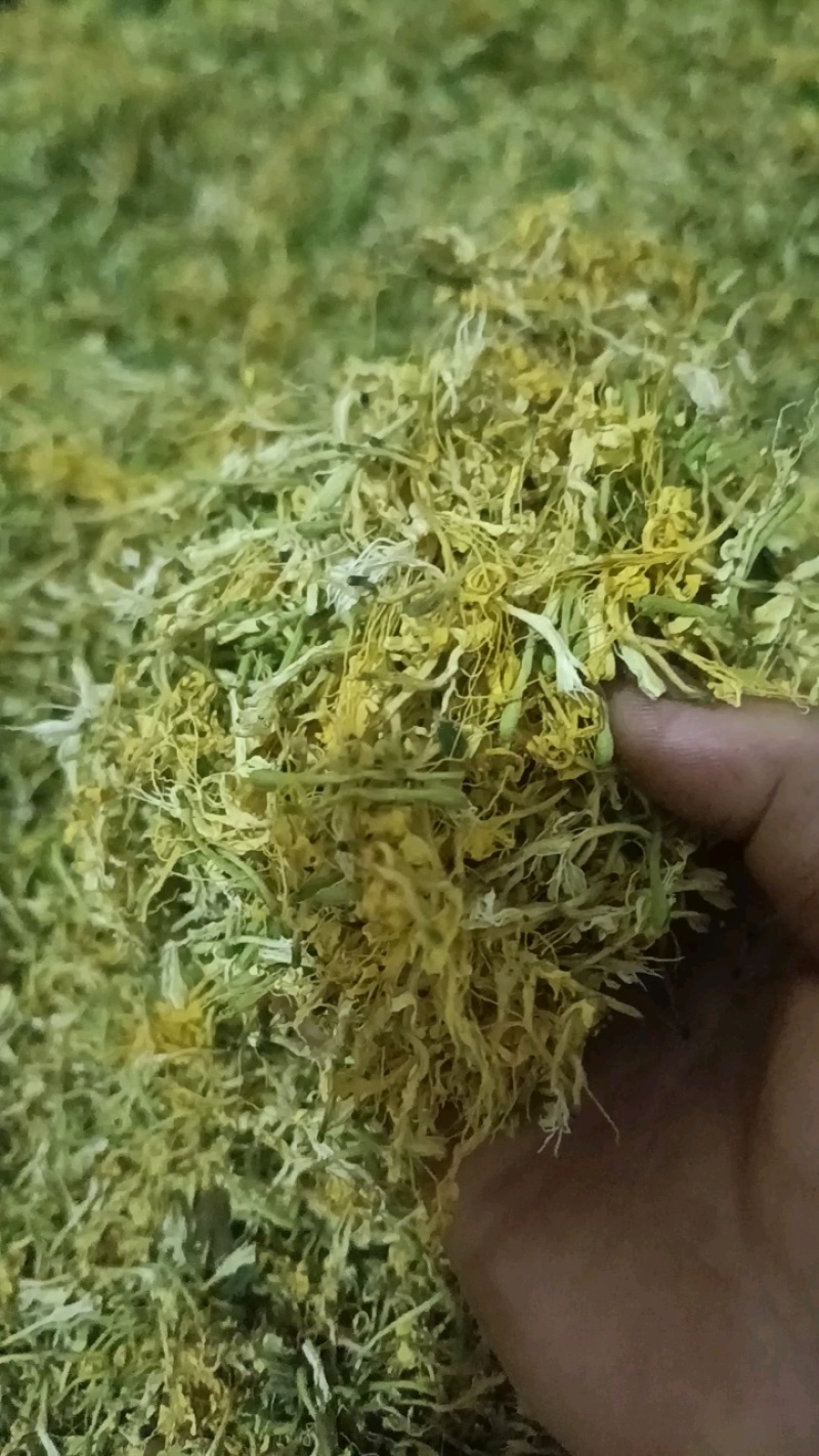 贵州精品山银花大量供应质量保证规格齐全全国发货