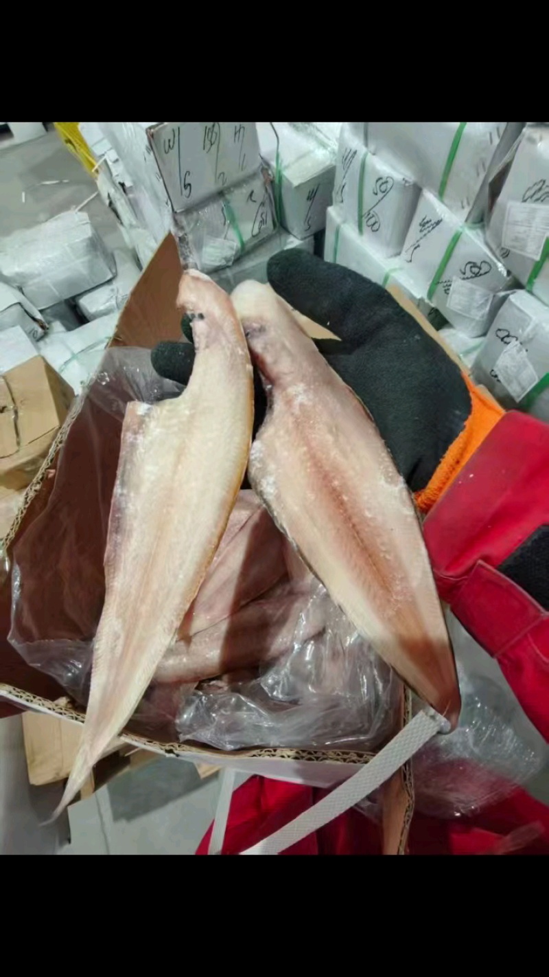 比目鱼鳎目鱼舌头鱼龙利鱼去皮去内脏