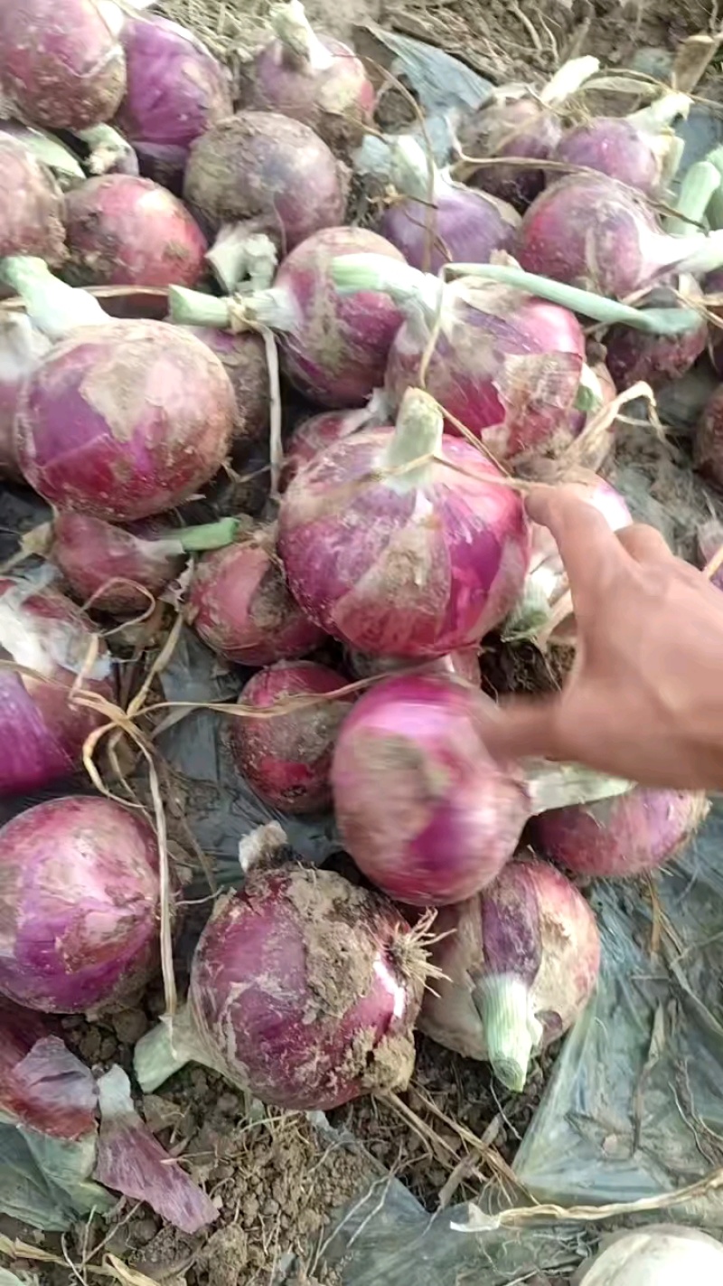 【推荐】河南二红洋葱紫皮洋葱基地直供全国代发保质保量