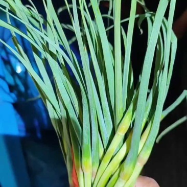 山东蒜苔金乡蒜薹新鲜蒜苔产地直发货源充足对接全国市场