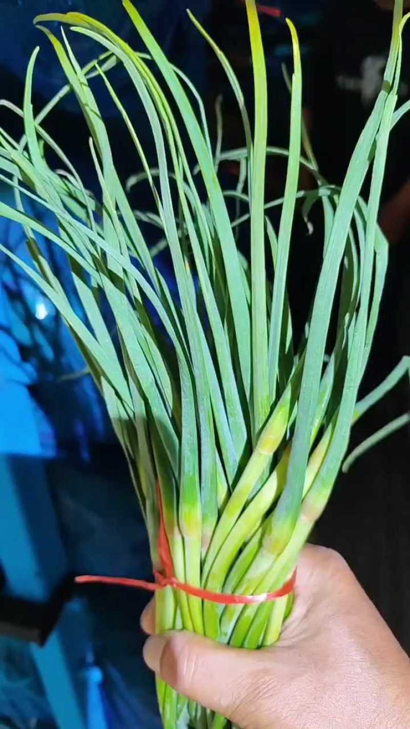 山东蒜苔金乡蒜薹新鲜蒜苔产地直发货源充足对接全国市场