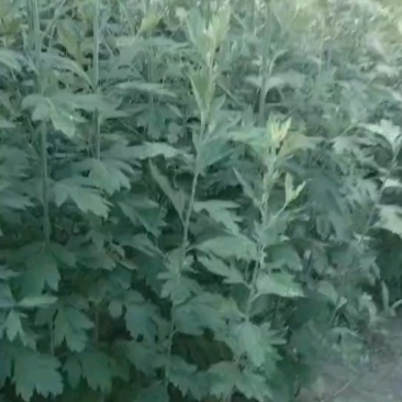新鲜艾草【安徽合肥】