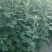 新鲜艾草【安徽合肥】
