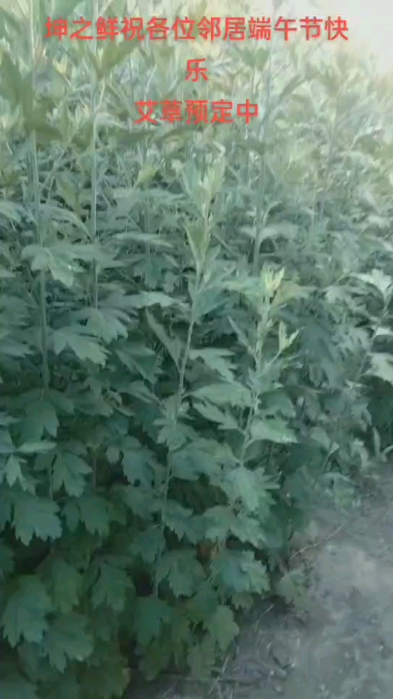 新鲜艾草【安徽合肥】