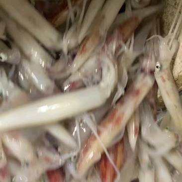 台海手钓鱿鱼(大管)，活冻鱿鱼，可刺身，小件试样十斤1件