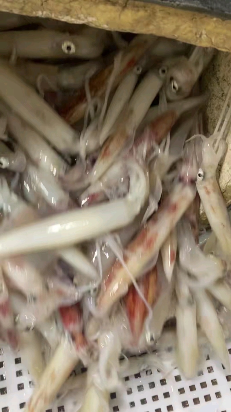 台海手钓鱿鱼(大管)，活冻鱿鱼，可刺身，小件试样十斤1件