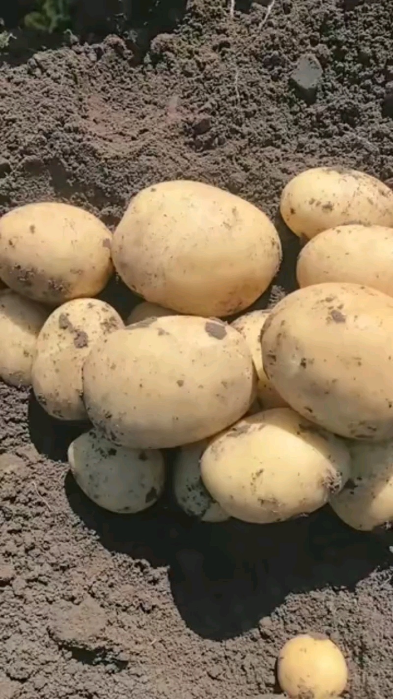 山东精品土豆大量上市，产地直供，全国发货。