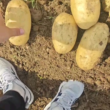 【土豆】精品黄心土豆,沃土5黄皮黄心质量保证基地