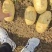 【土豆】精品黄心土豆,沃土5黄皮黄心质量保证基地