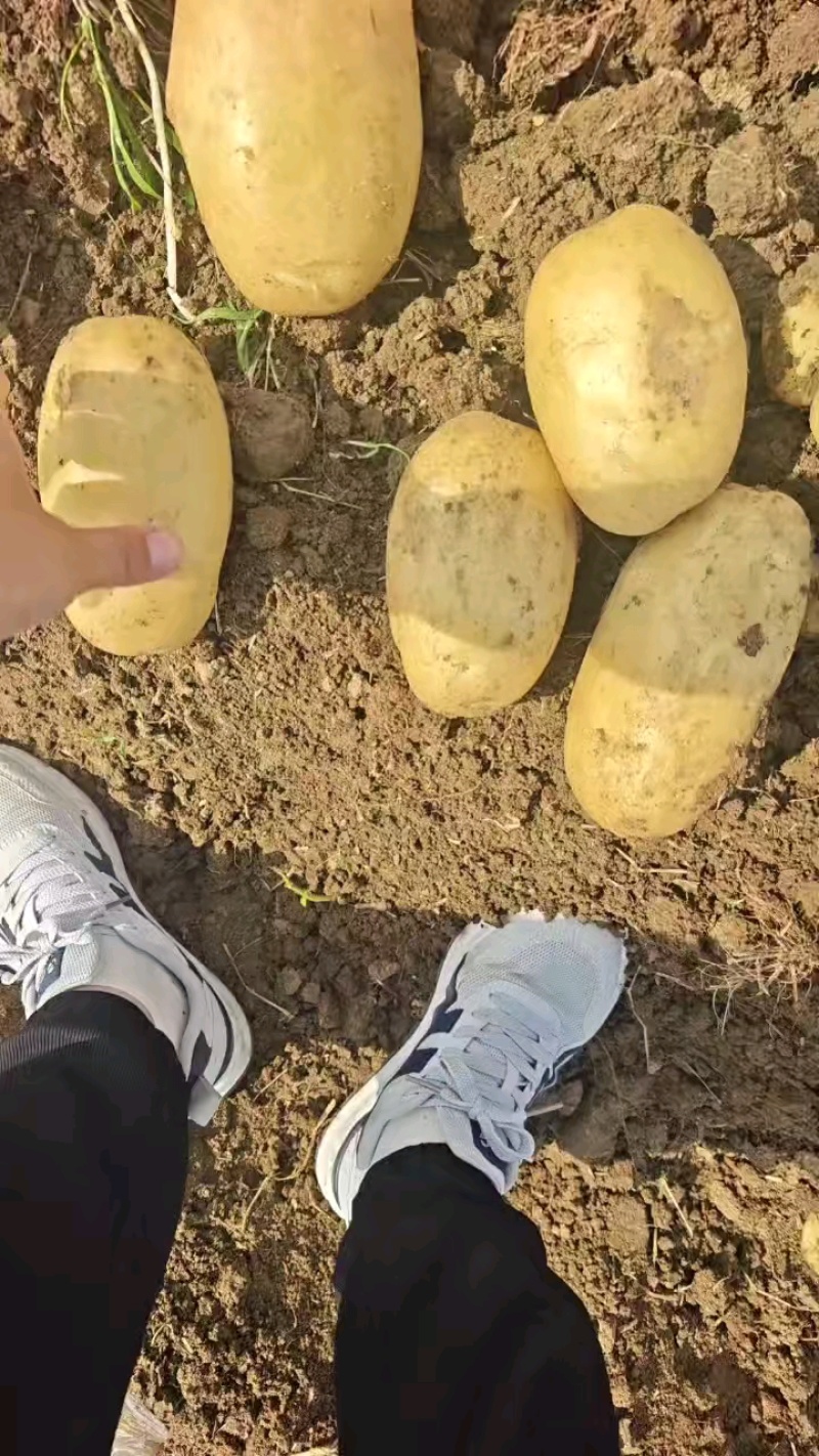 【土豆】精品黄心土豆，沃土5黄皮黄心质量保证基地