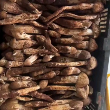 云南精选野生鸡枞不开伞大白鸡枞伞把菇荔枝菌独角白蚁鸡枞