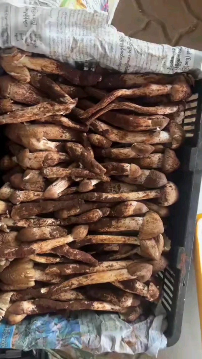 云南精选野生鸡枞不开伞大白鸡枞伞把菇荔枝菌独角白蚁鸡枞