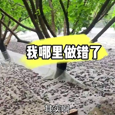 万亩黑珍珠桑椹原产地日出百吨