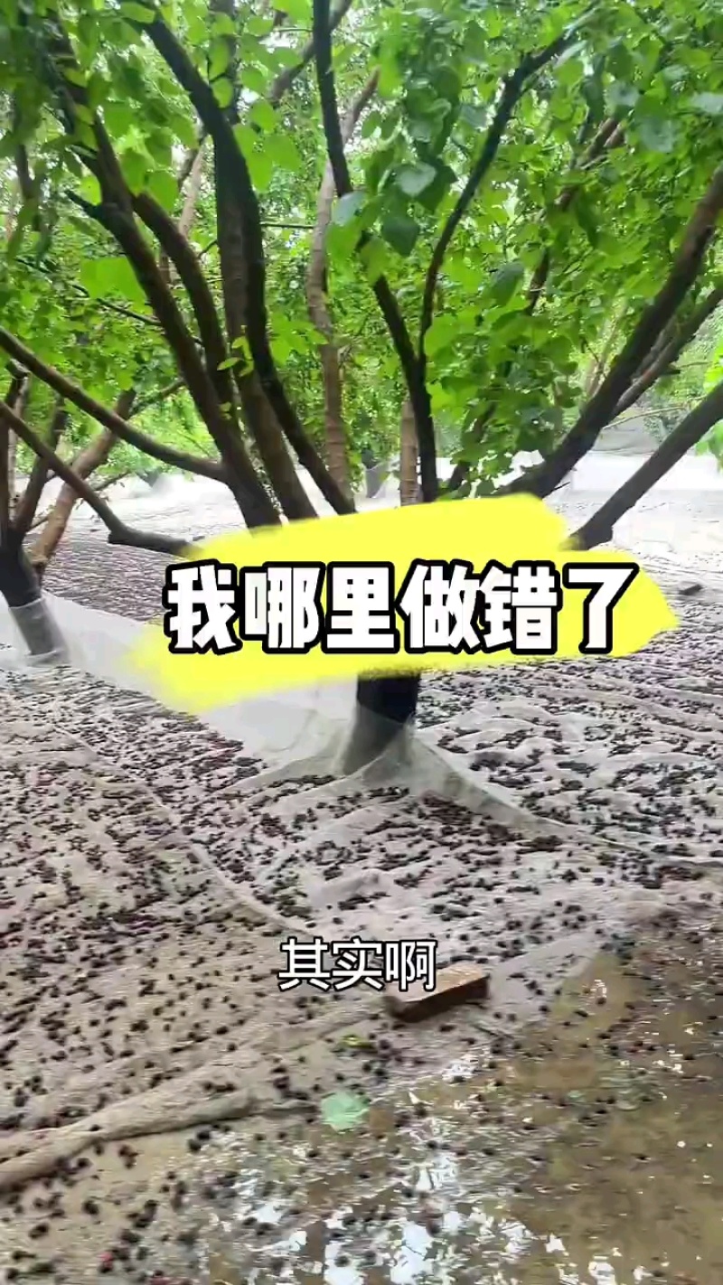 万亩黑珍珠桑椹原产地日出百吨