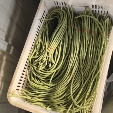 山东精品青条豆角大量上市，长度60~80。一收货源，