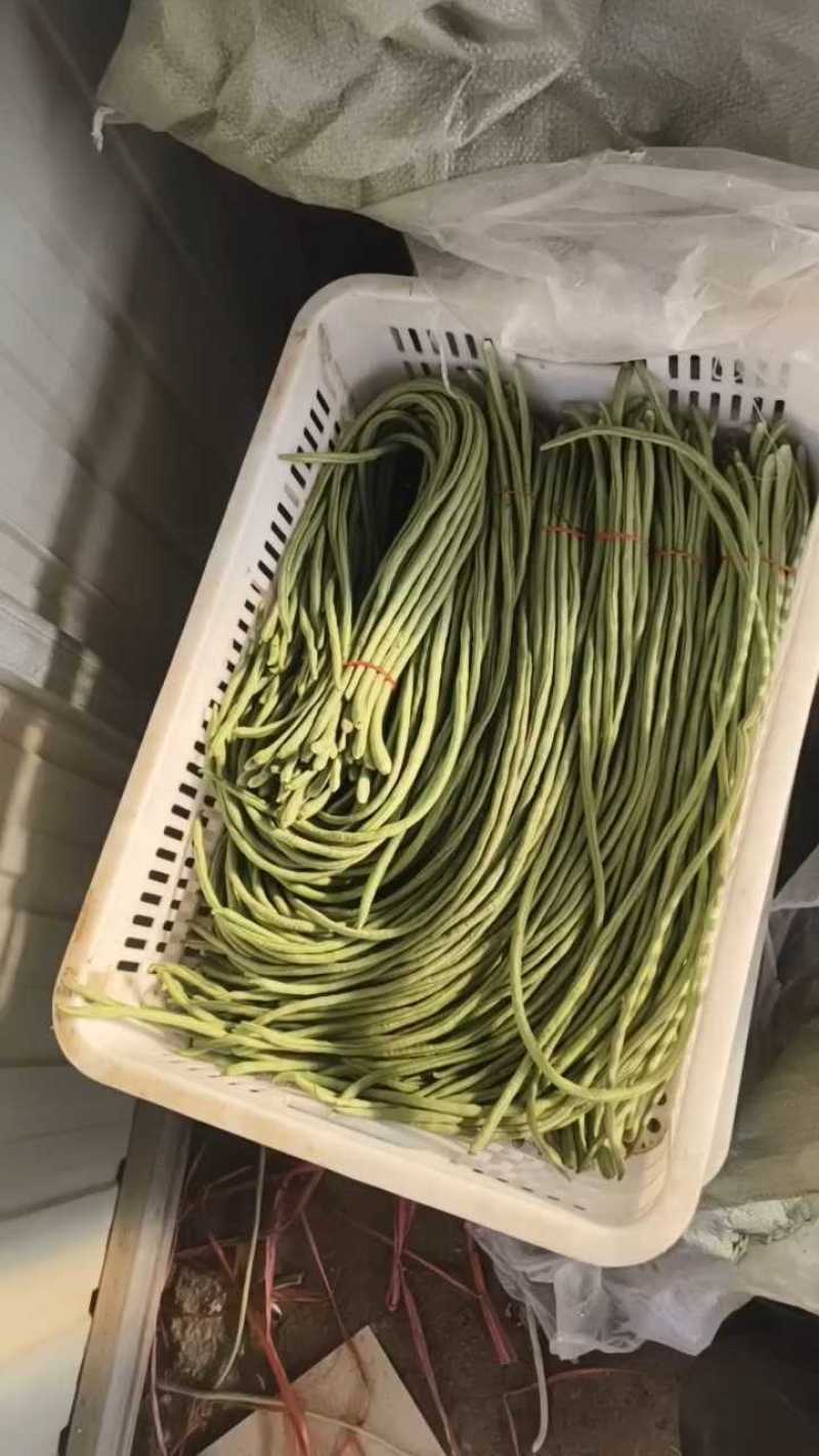 山东精品青条豆角大量上市，长度60~80。一收货源，