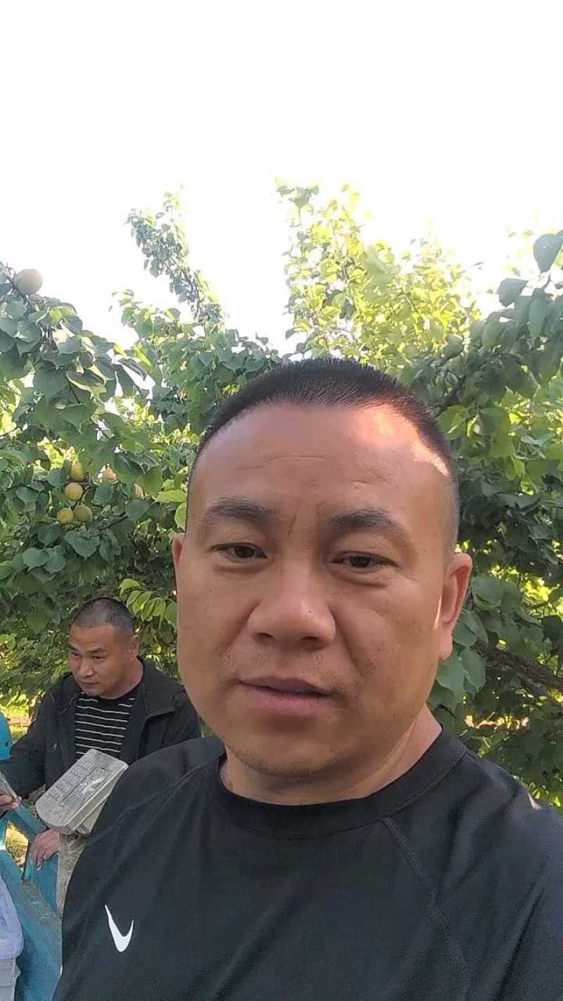 杏，凯特杏，河北大甜杏大量上市，凯特杏，麦黄杏