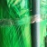 【推荐】红帽蒜薹50~60厘米冷库大量供应量大优惠
