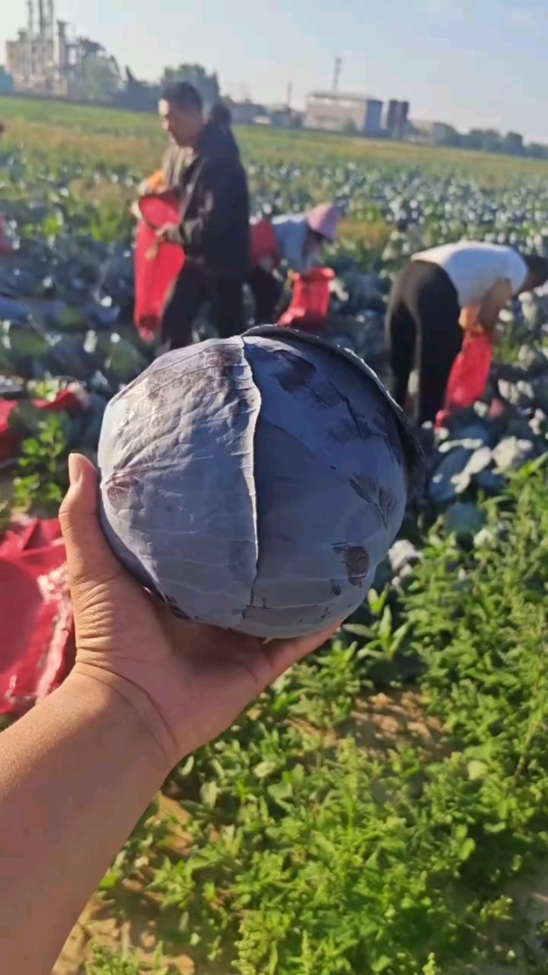 紫甘蓝单个重2斤左右没有病害，耐储存，耐运输。口感鲜嫩。