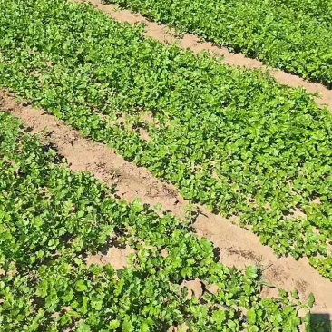 铁杆青香菜大量上市