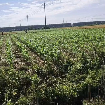 大蒜通货，网袋包装