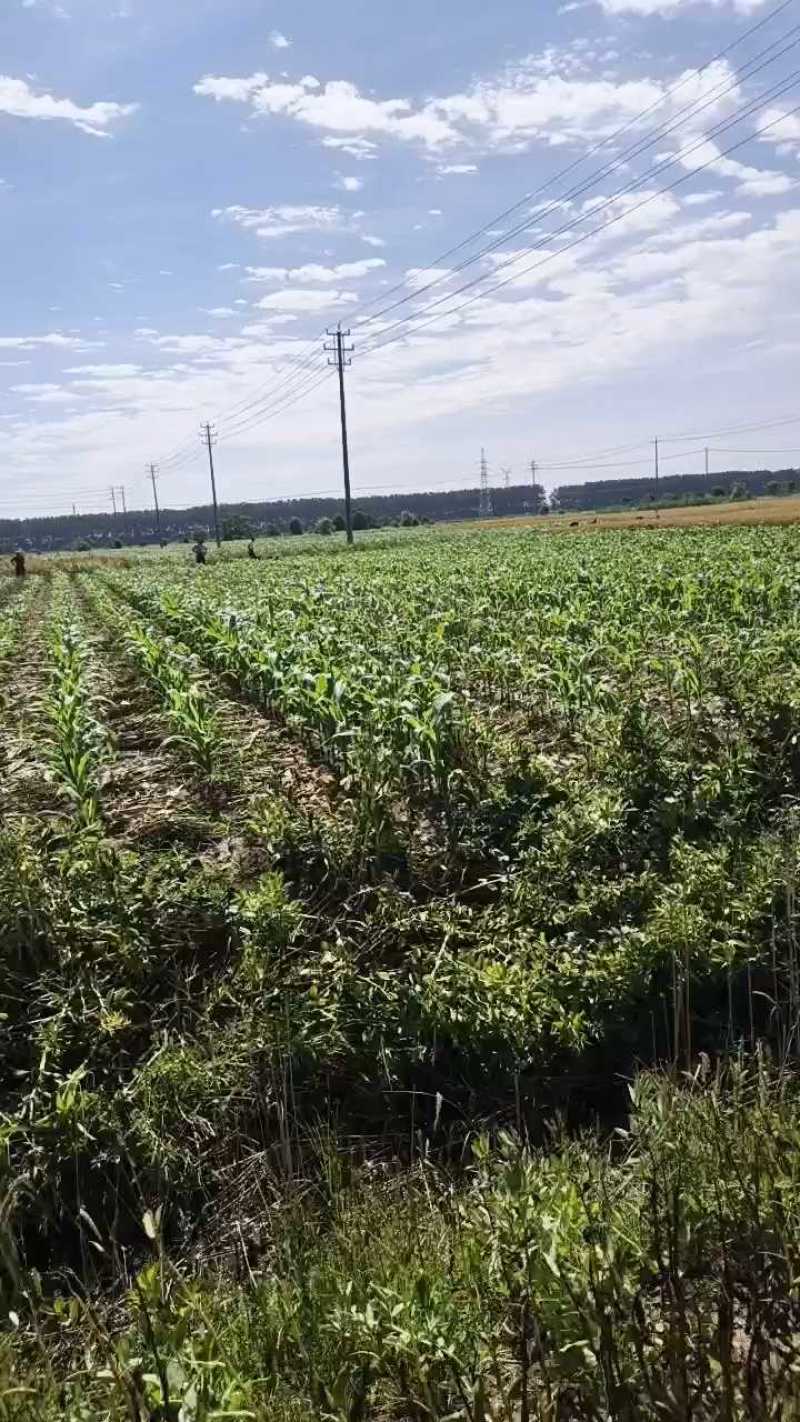 大蒜通货，网袋包装