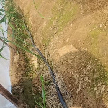山东优质大黄姜姜种价格便宜货源充足。出芽旺盛。