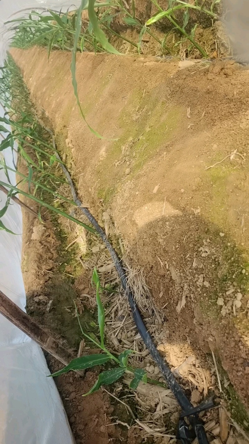 山东优质大黄姜姜种价格便宜货源充足。出芽旺盛。
