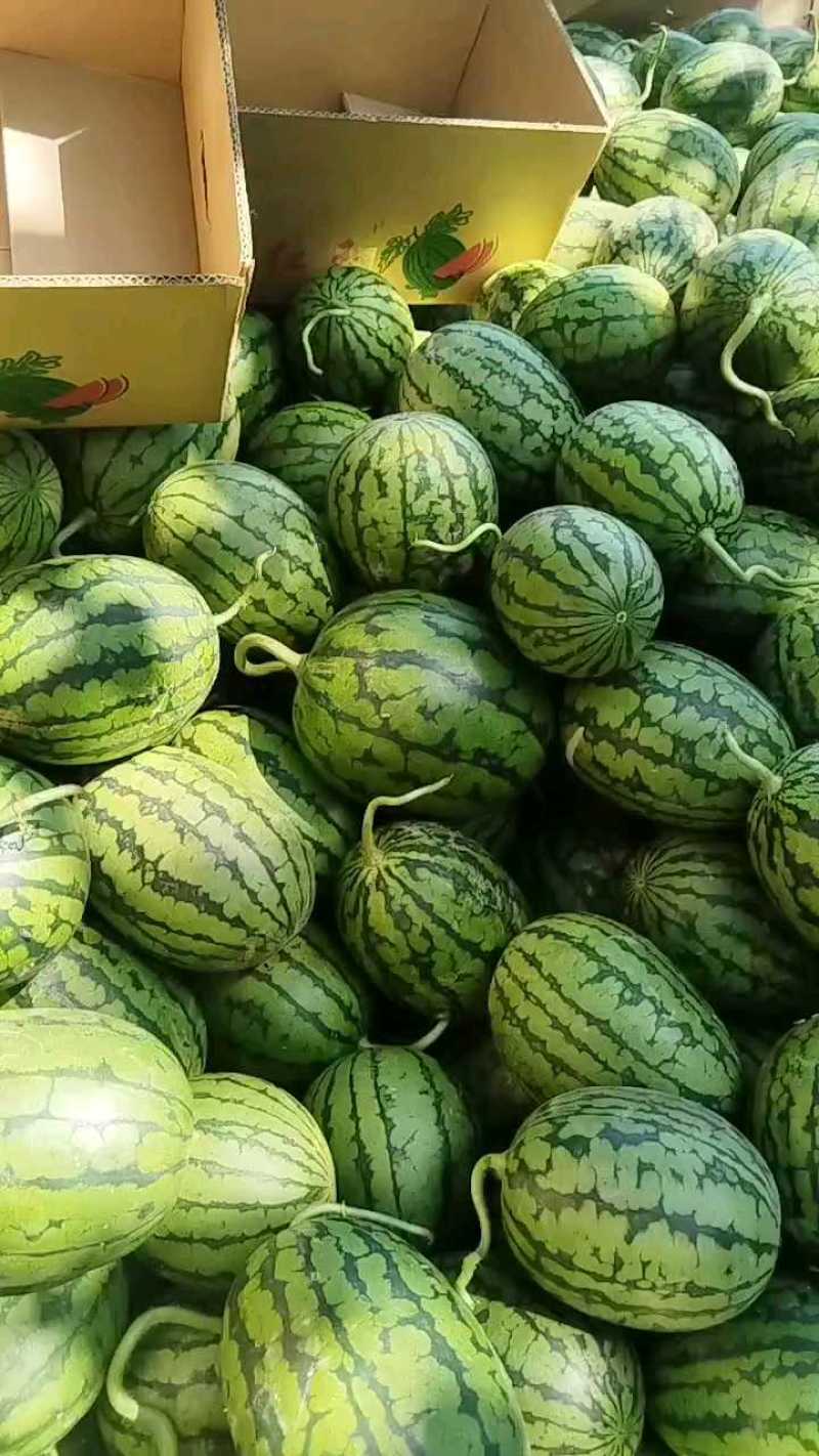 大棚2K小糖丸西瓜大量上市包熟包甜诚信代办一手货源