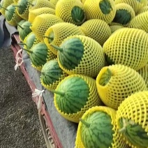 陕西小糖丸西瓜产地直销量大质优价格优惠欢迎咨询采购