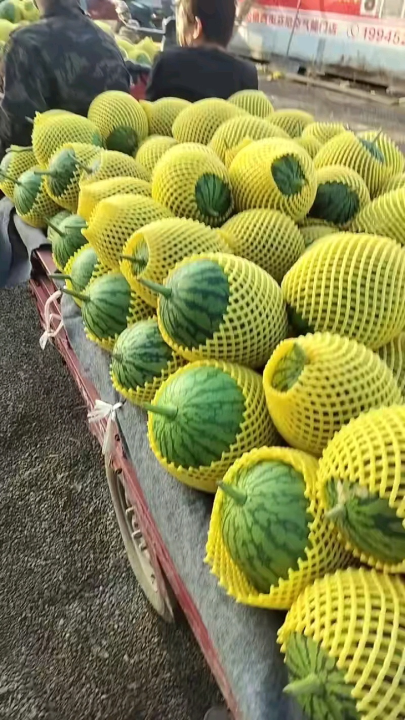 陕西小糖丸西瓜产地直销量大质优价格优惠欢迎咨询采购