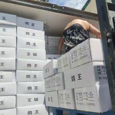 白条乳鸽冻品厂家货源充足保质保量量大从优，支持一键代发