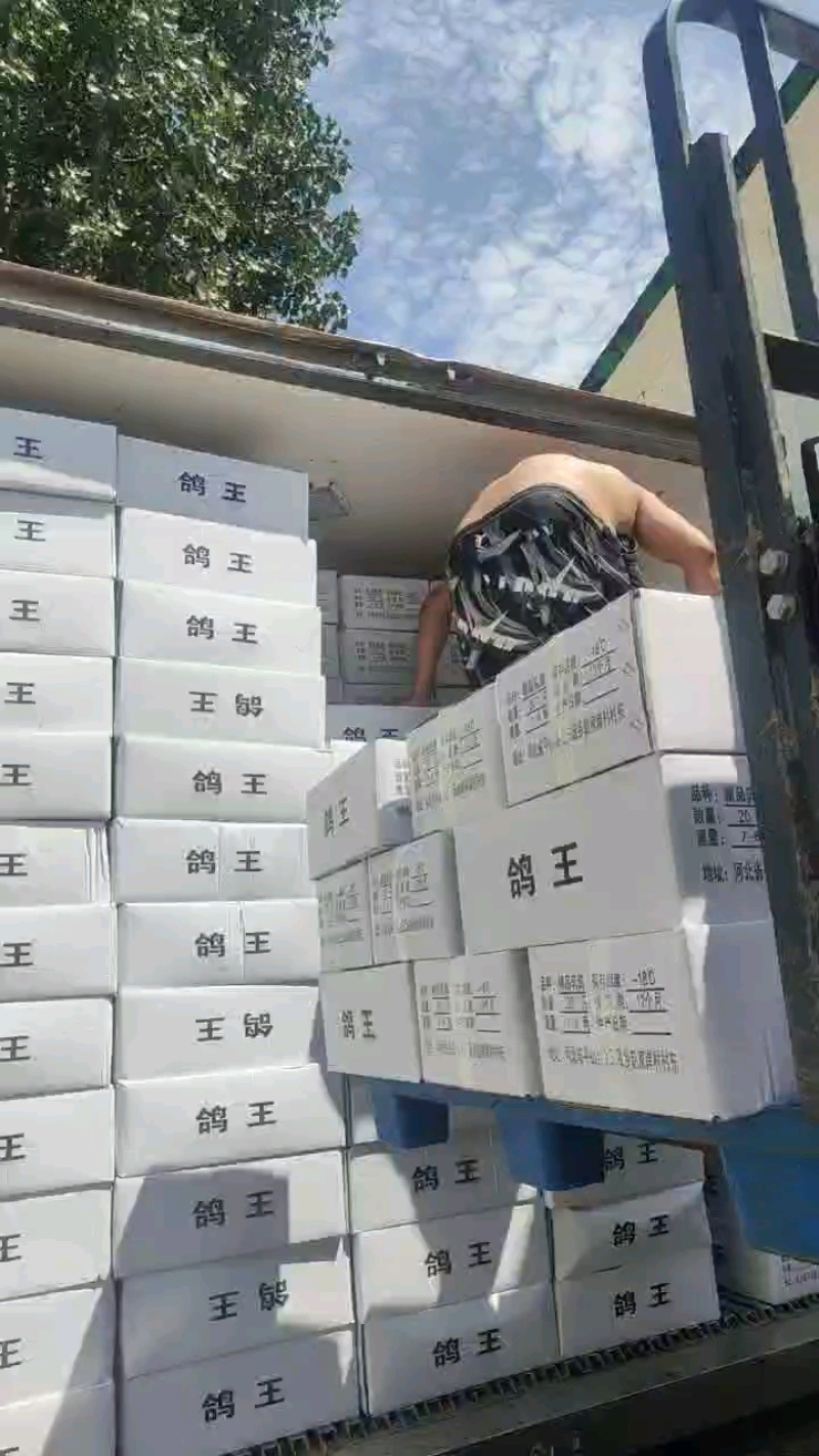 白条乳鸽冻品厂家货源充足保质保量量大从优，支持一键代发