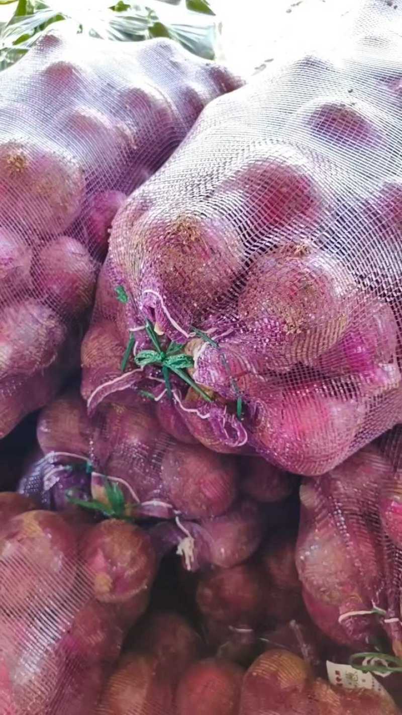 陕西三原洋葱四毛，四两起，欢迎联系！