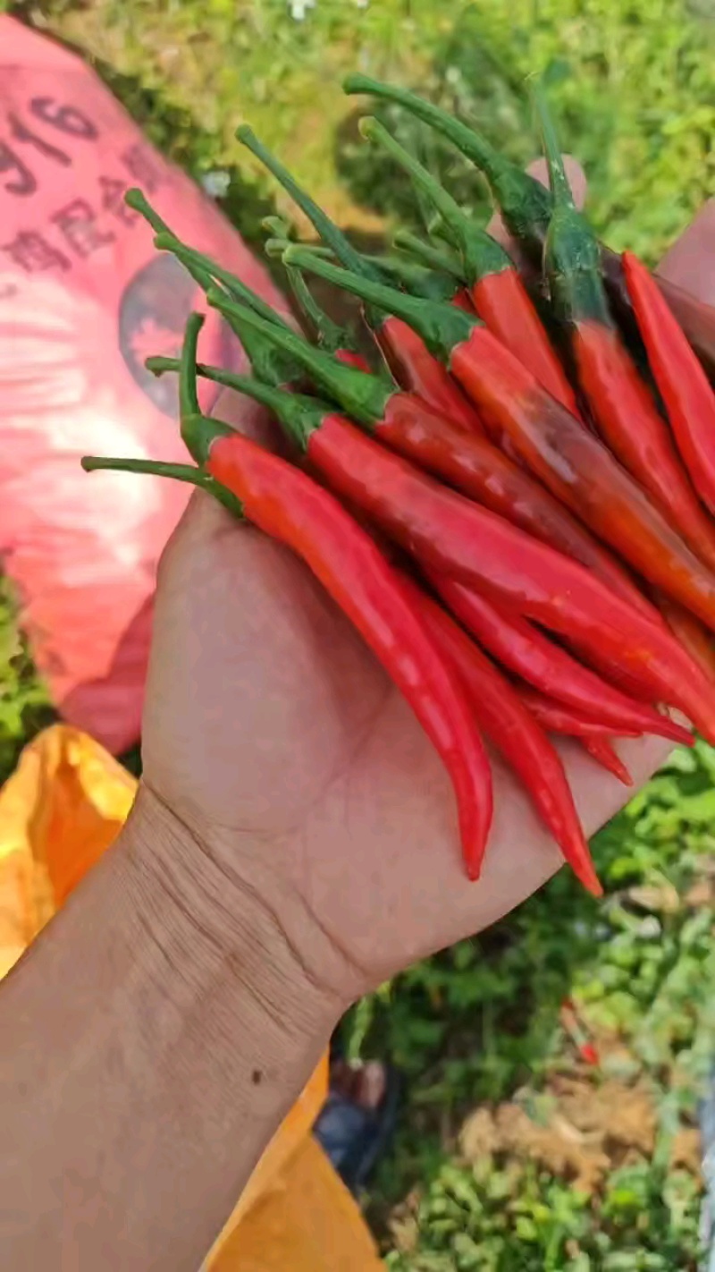 云南高原（青果王2号）小米辣